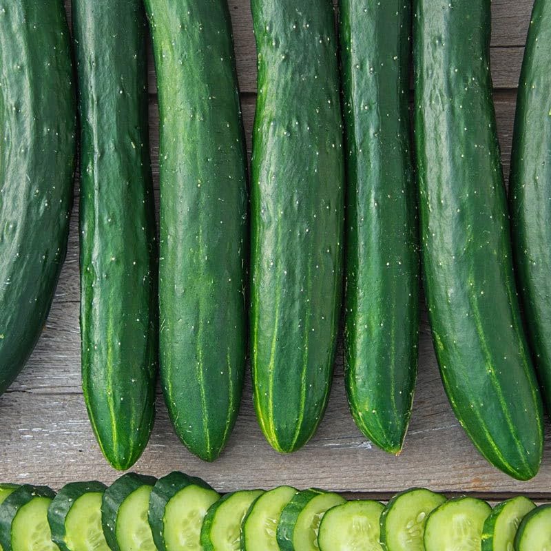 Willvine Tasty Green Hybrid Slicing Cucumber Seed-VIC-8V-image-48