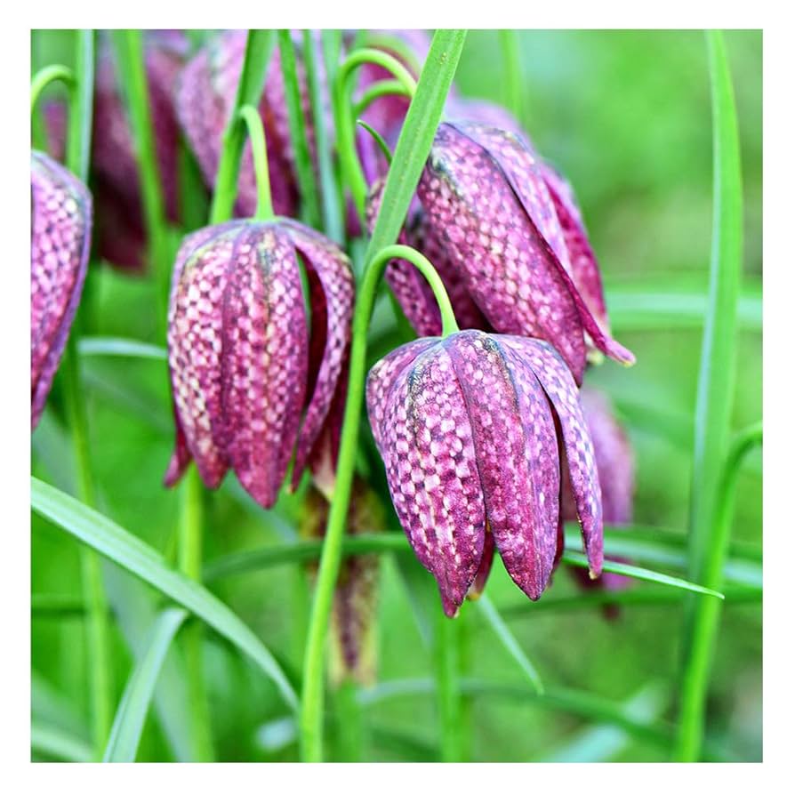 These Beautiful Fritillaries Are Perfect For Spring Flower Displays: Here's How To Grow Them And The Most Striking To Plant | Gardens Illustrated