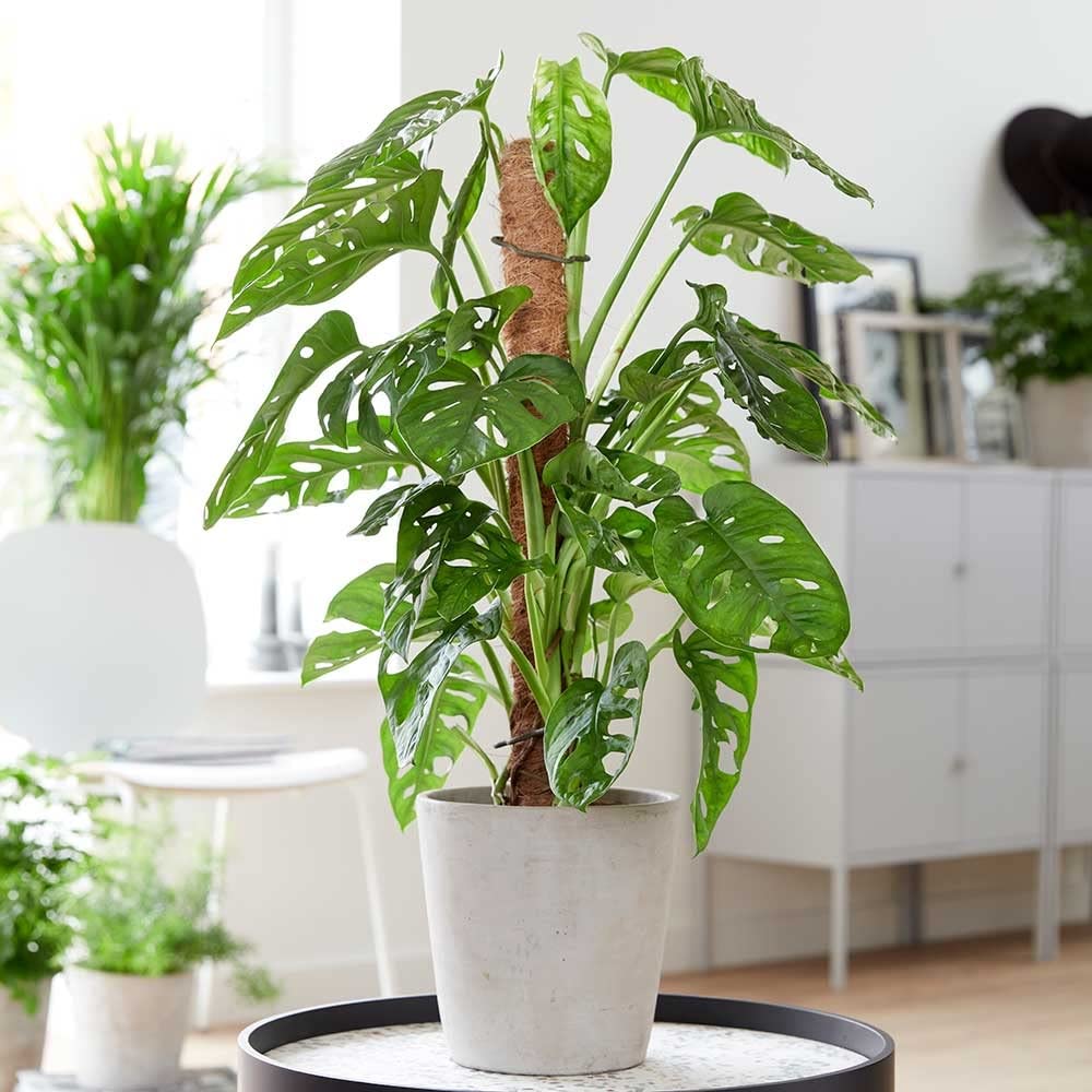 Cloud Farm Broken Heart Indoor Hybrid Live Plant for Decoration, Natural Air Purification CF-12 (B0BBG7SZ1R) Amazon Price History, Amazon Price Tracker