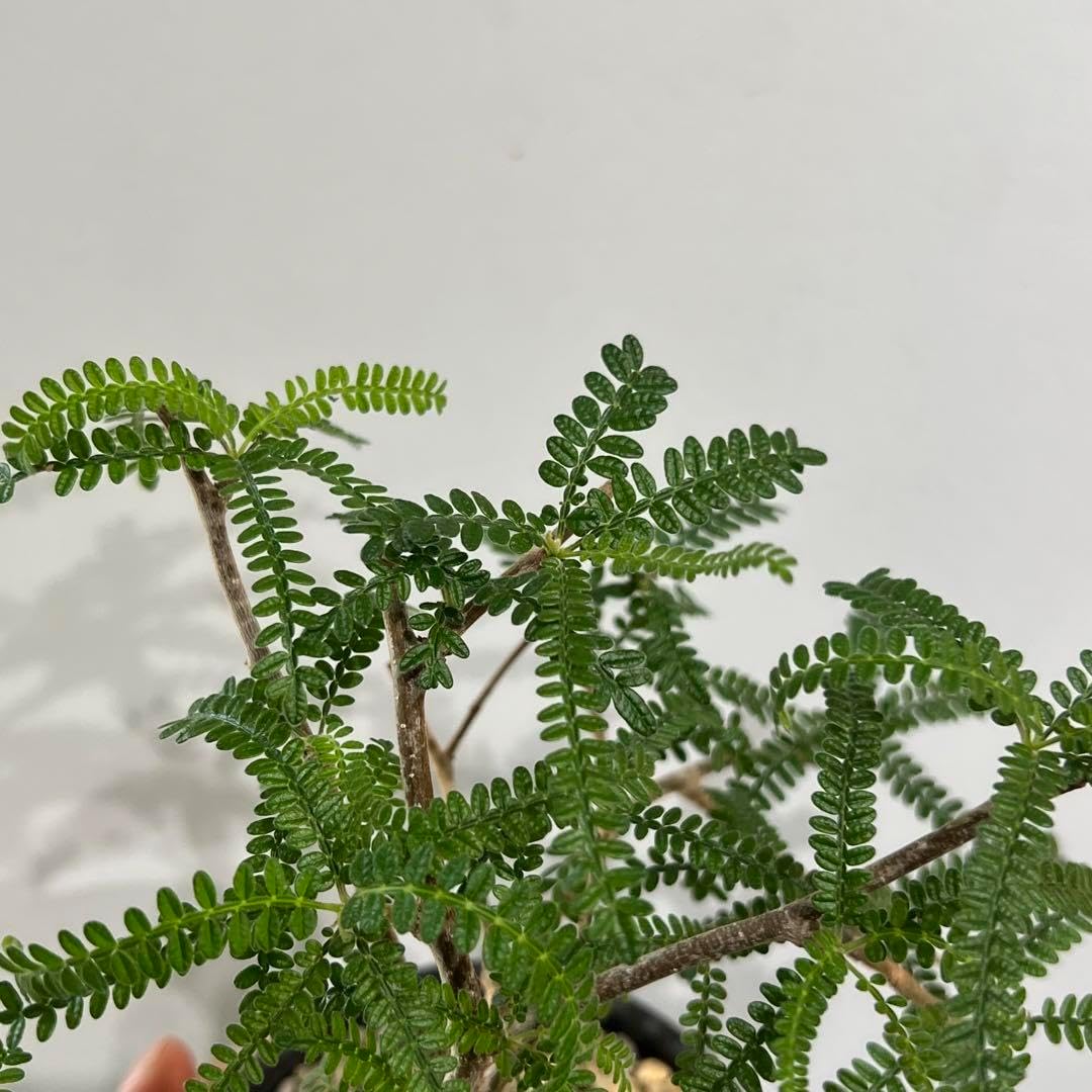 レア株】 オペルクリカリアヒファエノイデス 塊根植物 灌木 レア株】 オペルクリカリアヒファエノイデス 塊根植物 灌木