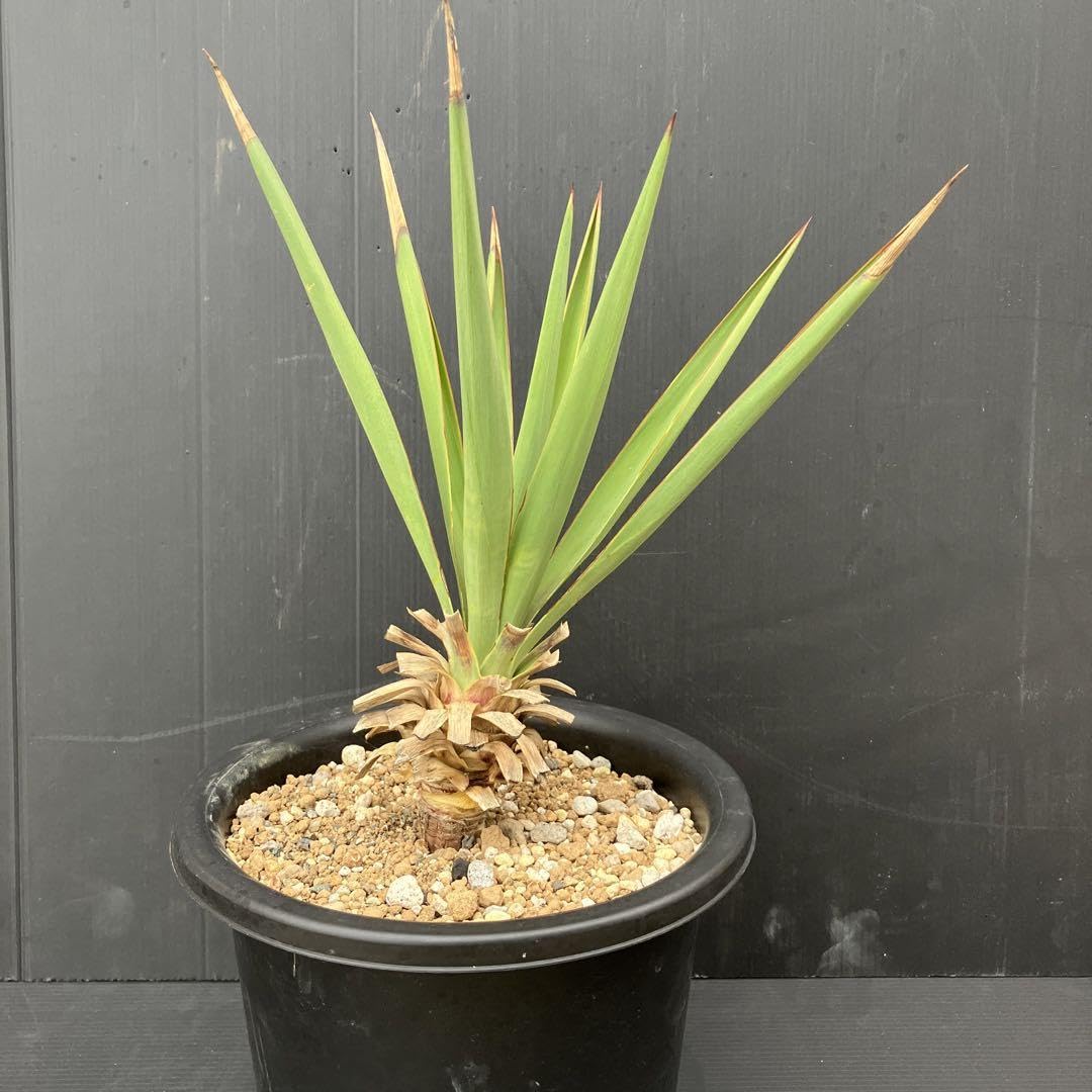 Amazon｜ユッカグロリオサ アツバキミガヨラン 鉢ごと発送｜観葉植物 