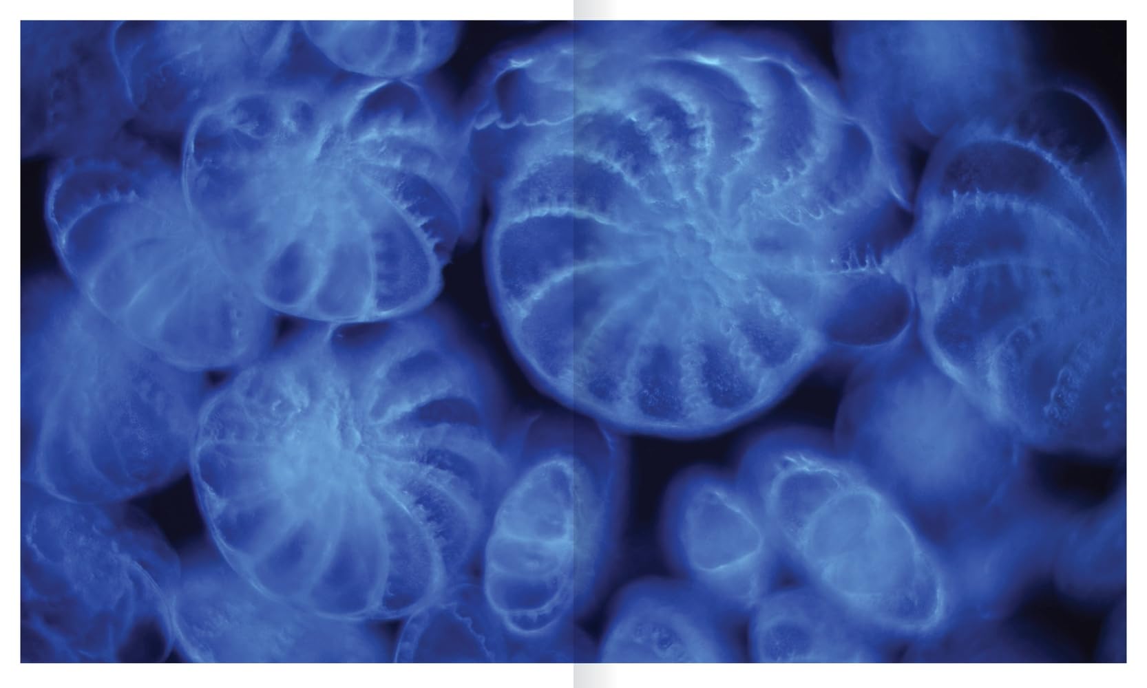 The Shape of Nature: Intricate Patterns of Life