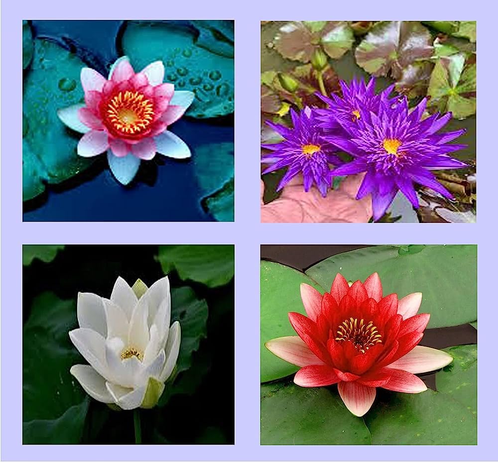 Lotus seeds for planting in fish tank,High germination (18 seeds) (B0CBRYTP34) Amazon Price History, Amazon Price Tracker
