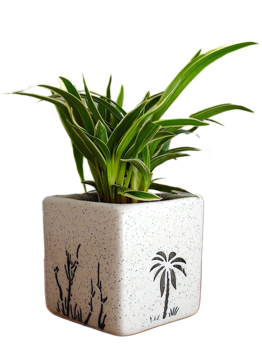 Rolling Nature Air Purifying Spider Plant in Square Aroez Ceramic Pot (Pack of 4) (B0BBLZQHMP) Amazon Price History, Amazon Price Tracker