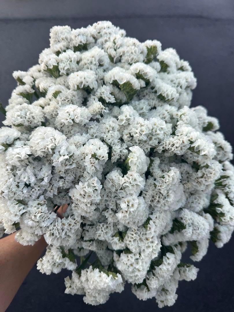 多肉植物 観葉植物 ハオルチア ハオルシア ブルーレンズオブツーサ錦