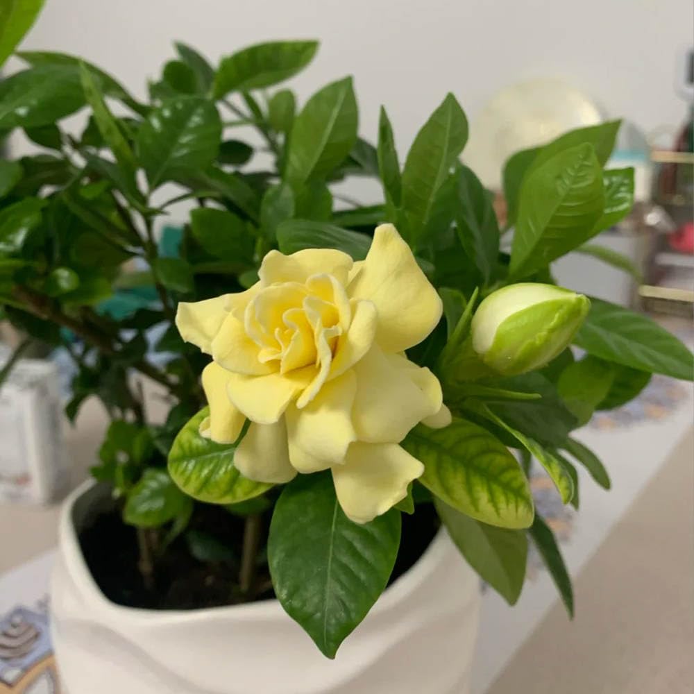 gardenia - primavera trepadora colgantes, resistentes balcón 20planta