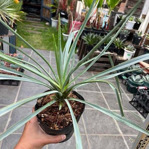 専用出品 特割 ユッカリギダ (の) 専用出品 特割 ユッカリギダ (の) 2025年最新】ユッカリギダの