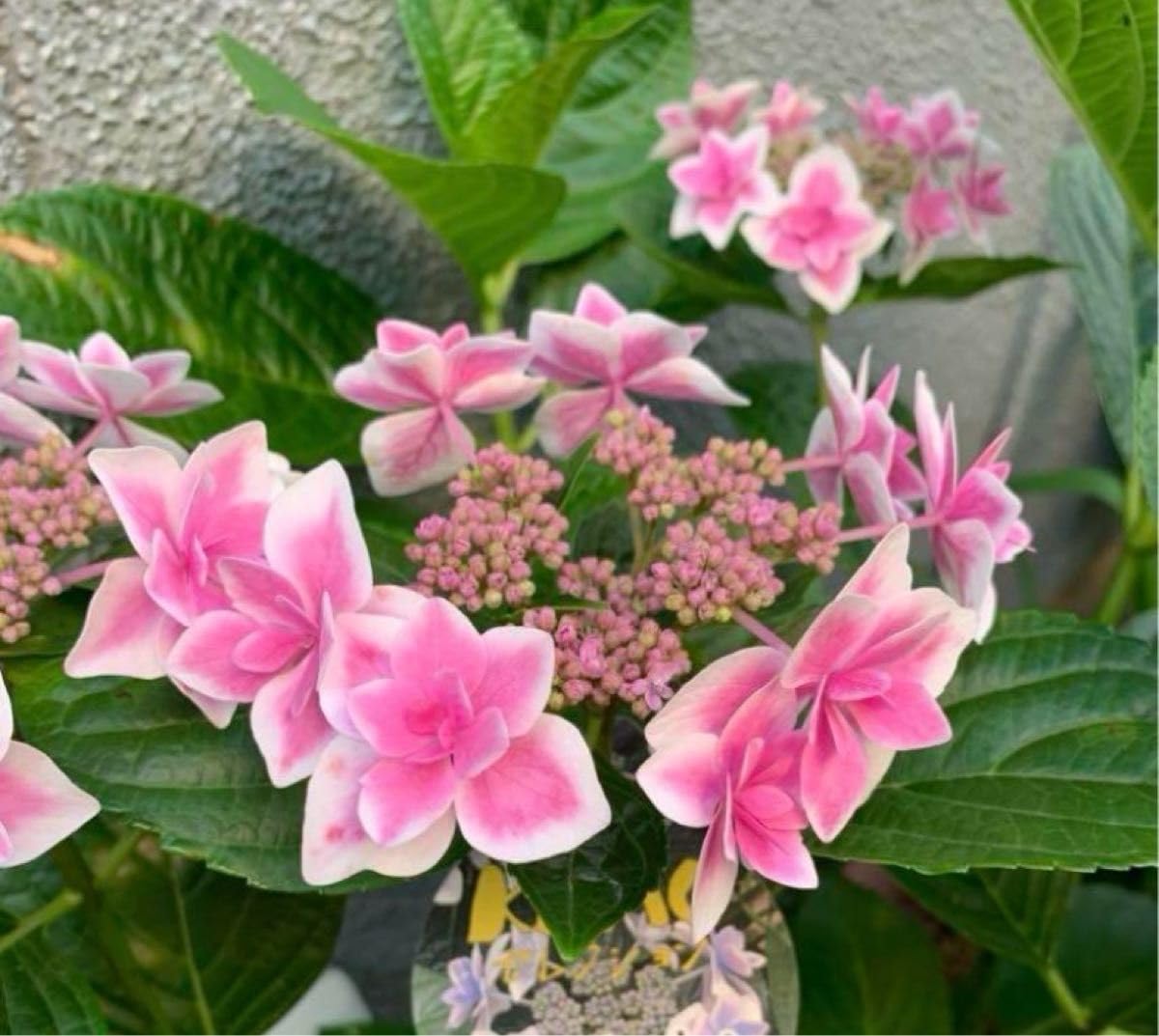 ☘️⑦紫陽花　抜き苗 Amazon.co.jp: 紫陽花の苗 1株 根 抜き苗 : DIY, Tools & Garden
