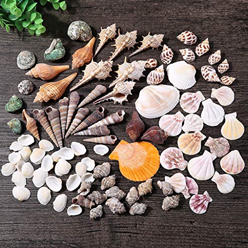 Metdek 500g décoration de coquille d'aquarium écologique naturelle pure, coquillages mixtes, utilisé pour les décorations pour la maison, soirées à thème de mariage sur l'océan, décoration d'aquarium – vue 2