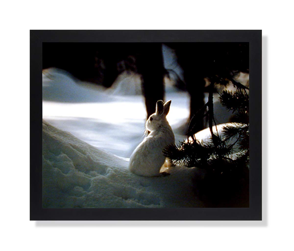 Black Rabbit In Snow