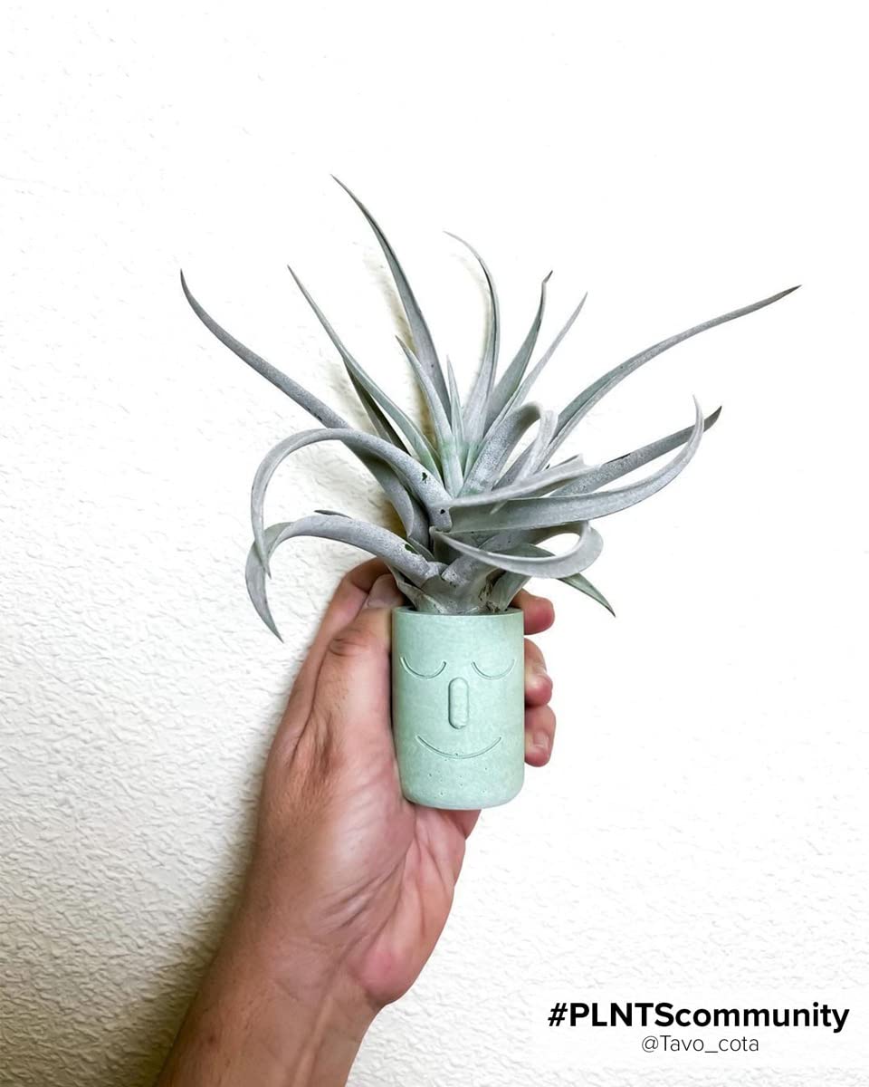 PLNTS - Baby Tillandsia Ionantha (Fille De L'Air) - Plante D'Intérieur Sans Terre - Taille Environ 5 Cm