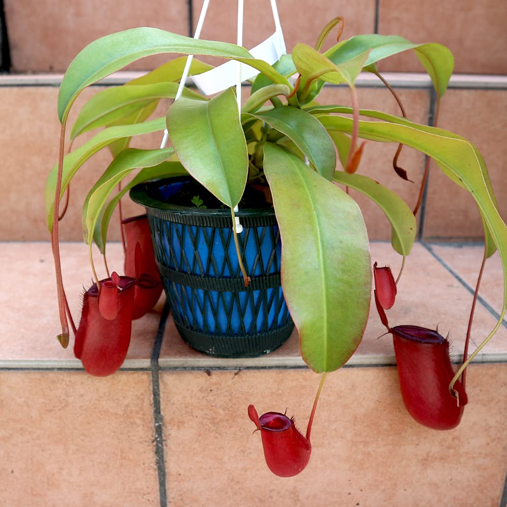 Amazon.co.jp: ネペンテス レディラック 食虫植物 5号吊り鉢【品種で