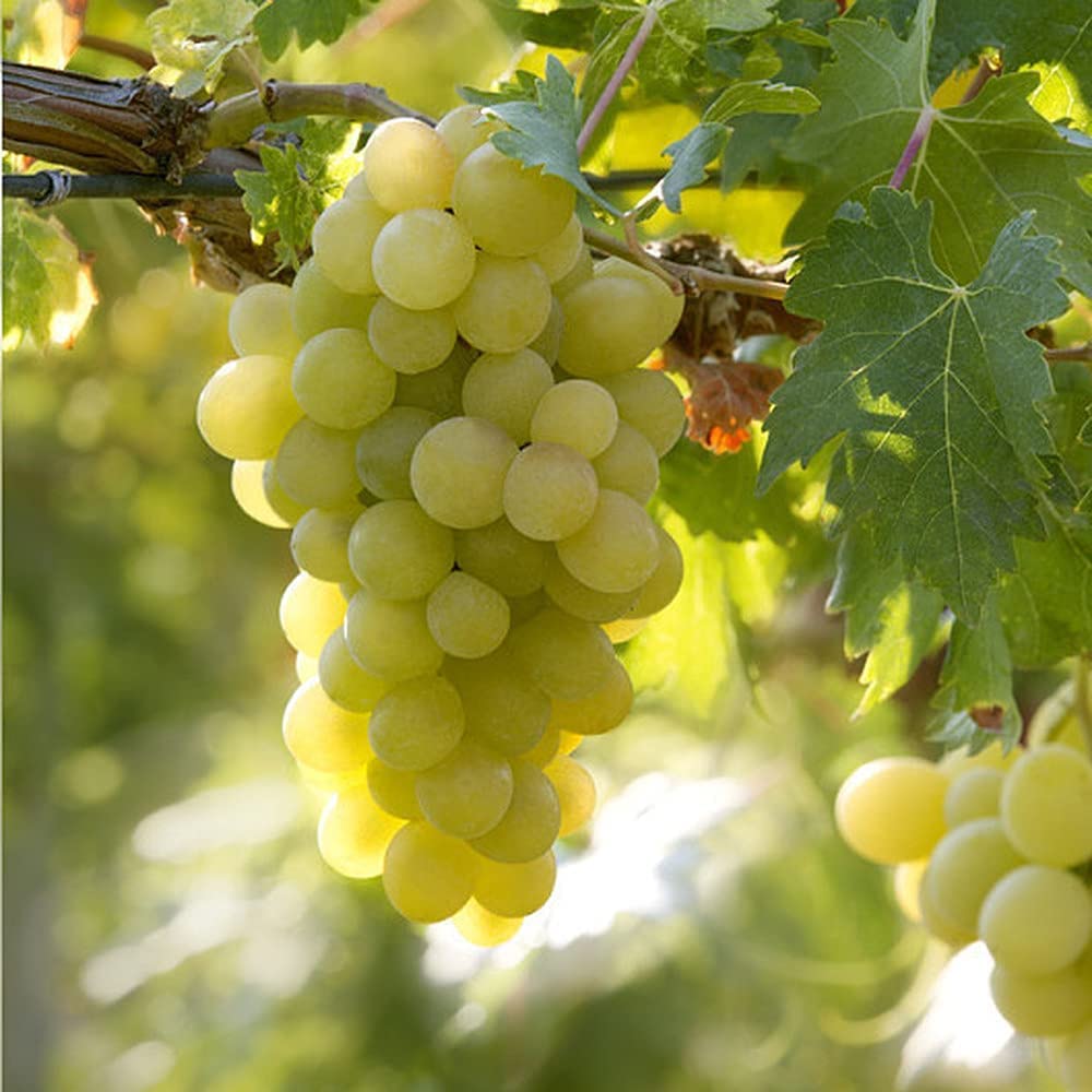 20pcs Green Grape seeds Grow Indoors Must Have Fruits in Kitchen Add Vibrant to Garden Suitable Beginners Novice Gardeners