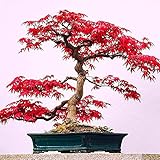 100 Japanese Maple Tree Seeds - Acer Palmatum Japanese Maple Bonsai Tree Seed - 100 Maple Seeds...