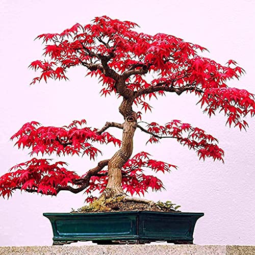100 JapaneseÂ MapleÂ Tree Seeds - Acer Palmatum Japanese Maple Bonsai Tree Seed - 100 Maple Seeds for Planting