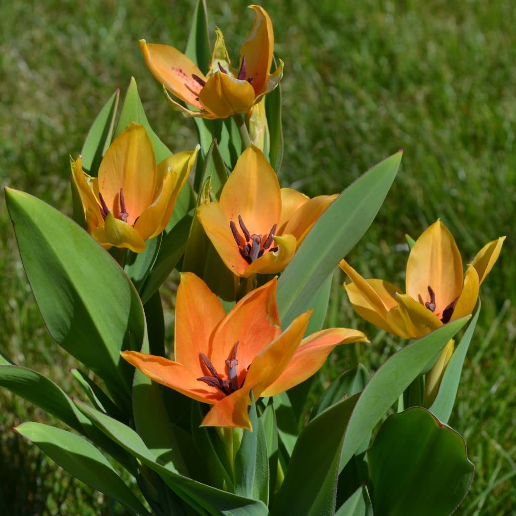 Steingarten-Tulpen mindestens 3 Sorten (250 Zwiebeln)