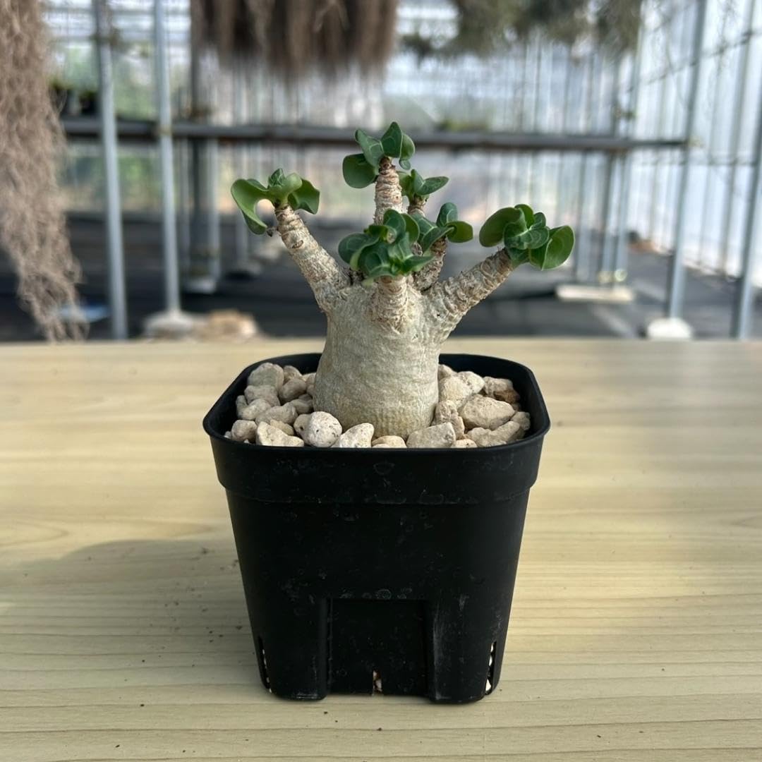 Amazon｜アデニウム D.H.A 獅子葉 2.5号 塊根植物 コーデックス 12