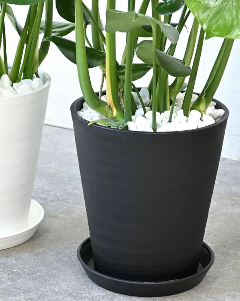 モンステラ 観葉植物 ホワイト鉢 楽天市場】観葉植物 モンステラ8号角高陶器鉢(白) 高さ約100cm