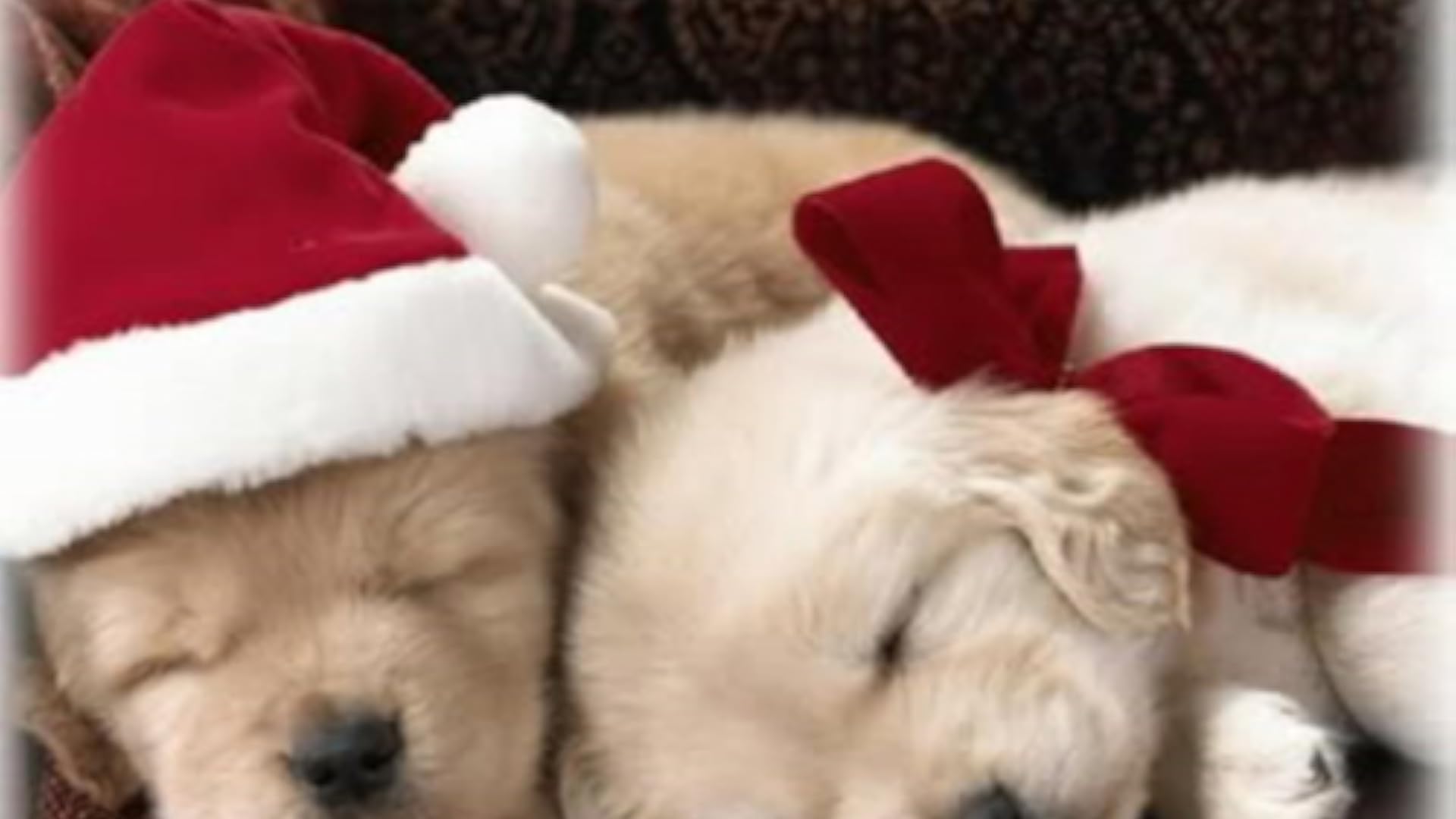 Puppy Dog Cute Wallpaper - App on Amazon Appstore