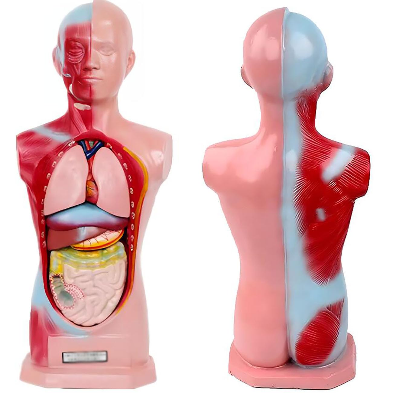 Model Tułowia Dziecka 45 Cm, Miniaturowy Model Anatomiczny Męskiego Tułowia, Wyjmowane Organy I Części Ciała, Materiały Edukacyjne