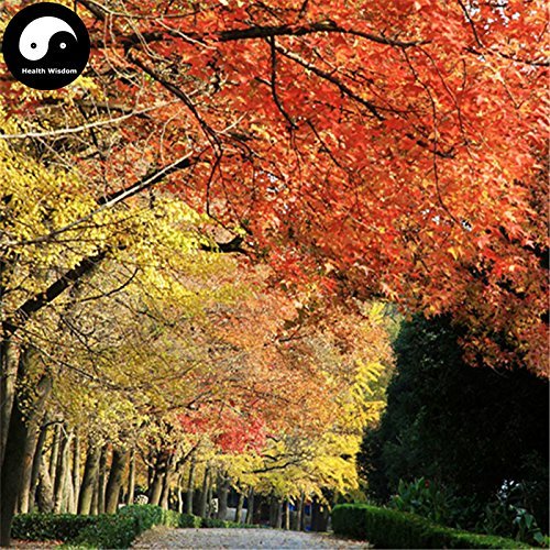 Swansgreen Buy Waterelm Tree Seeds 120Pcs Plant Zelkova Serrata Tree for Beech Tree Ju Shu