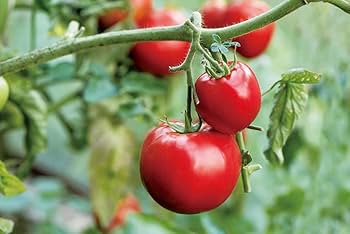 Amazon.co.jp: フルーツトマト 高糖度 北海道産 生トマト 8から