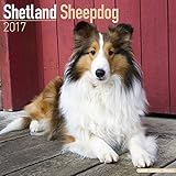Shetland Sheepdog Calendar 2017 - Sheltie - Dog Breed Calendars - 2016 - 2017 wall calendars - 16 Month by Avonside