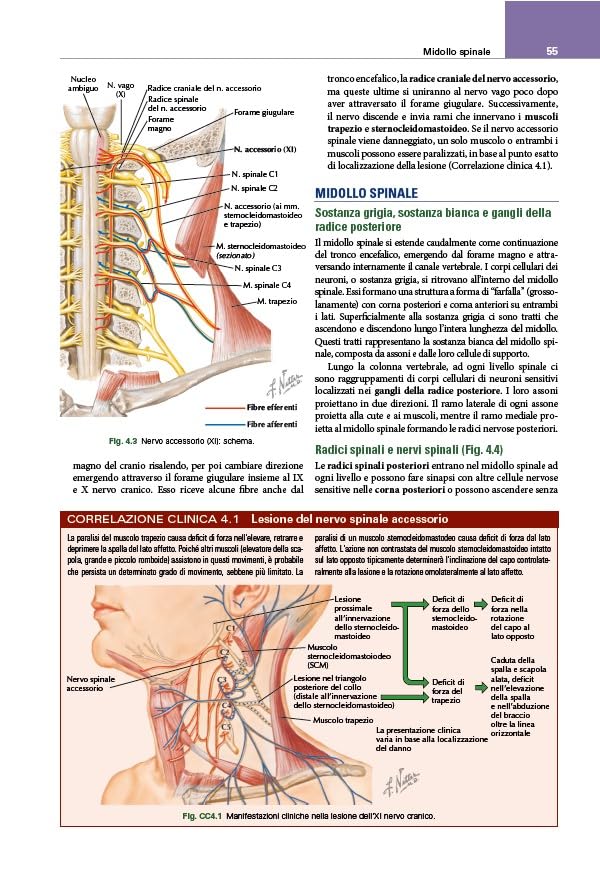 Netter's. Sistema muscoloscheletrico. Anatomia clinica