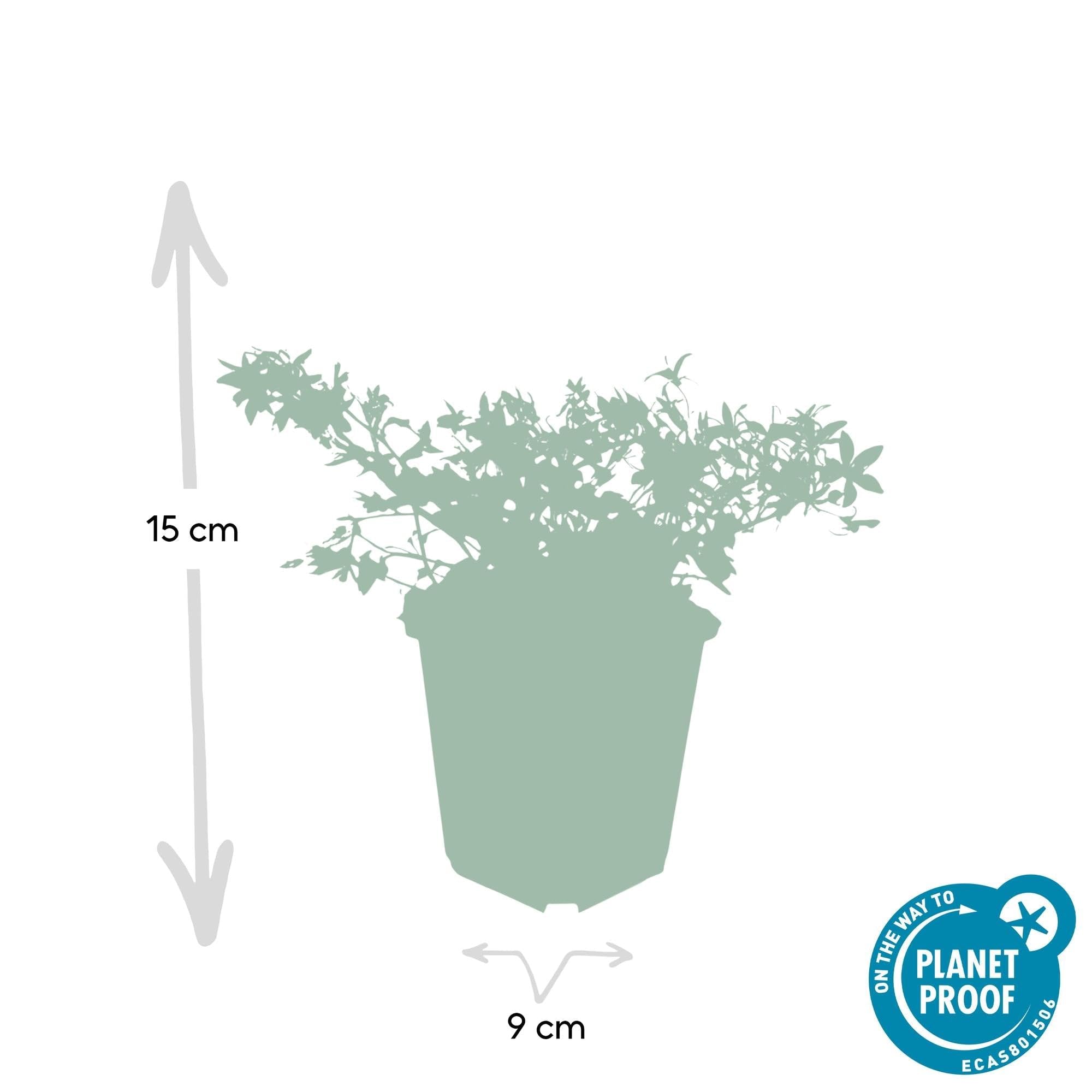 Campanula poscharskyana 'Stella' poduszka wisząca, średnica 9 cm, 12 roślin, kwitnąca i łatwa w pielęgnacji, słońce i cień