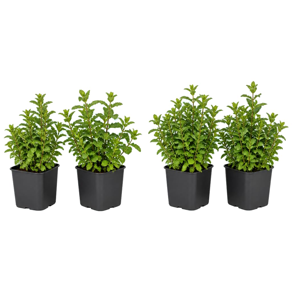 Menta para Mojito Mentha Spicata | Grupo de 4 Plantas | 25-30 cm de Altura | para Amantes de las Aromáticas | DECOALIVE