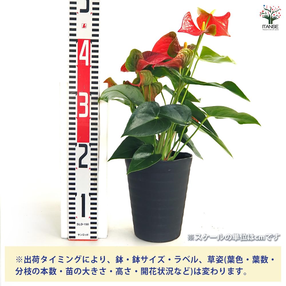 Amazon.co.jp: ITANSE ギフト アンスリウム おまかせ花色・品種
