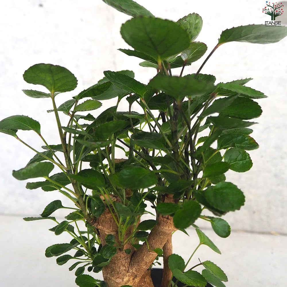 CD ポリシャス 全ての始まりの朝 Amazon｜ITANSE ポリシャス ファビアン 5号 1個売り【品種