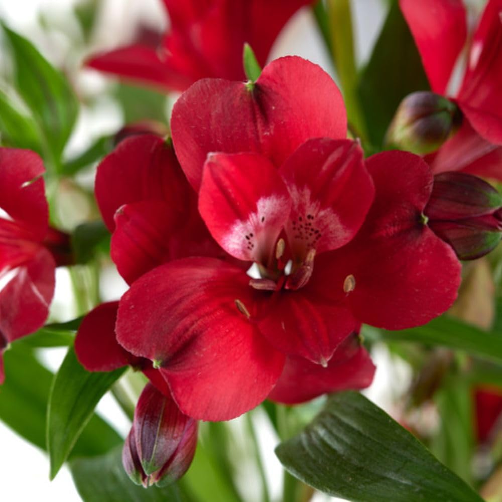 Alstroemeria 'Cardinal' 1 Jumbo Plug Plants - Peruvian Lily Hardy Perennial - Luxurious Deep Red Flowers - Long-Lasting Cut Flowers - Vibrant Summer Border & Indoor Display by Thompson and Morgan