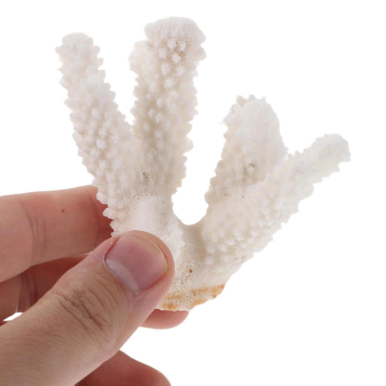 Echter Korallenast Aquarium Dekoration 200g Naturkoralle Riffgestaltung Unterwasser Deko Aquarien Ornament