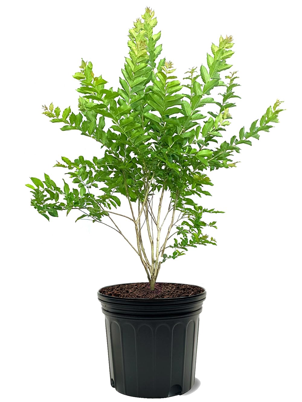 American Plant Exchange White Natchez Crape Myrtle
