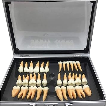 DKULMN Dental Teeth Model, 2.5 Times Two-Color Permanent Teeth Model for Education,Teeth Demonstration Model Patients Communication, Learning and Lab