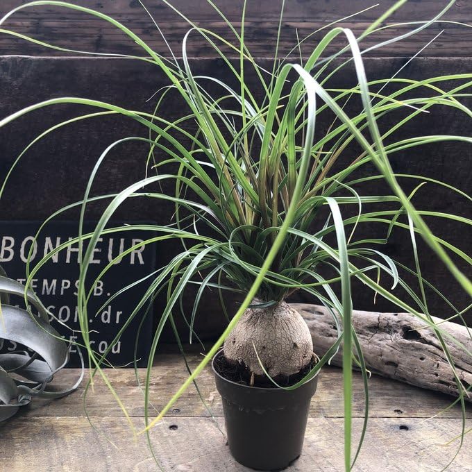 Amazon｜ポニーテール トックリラン ノリナ 観葉植物 おしゃれ｜観葉