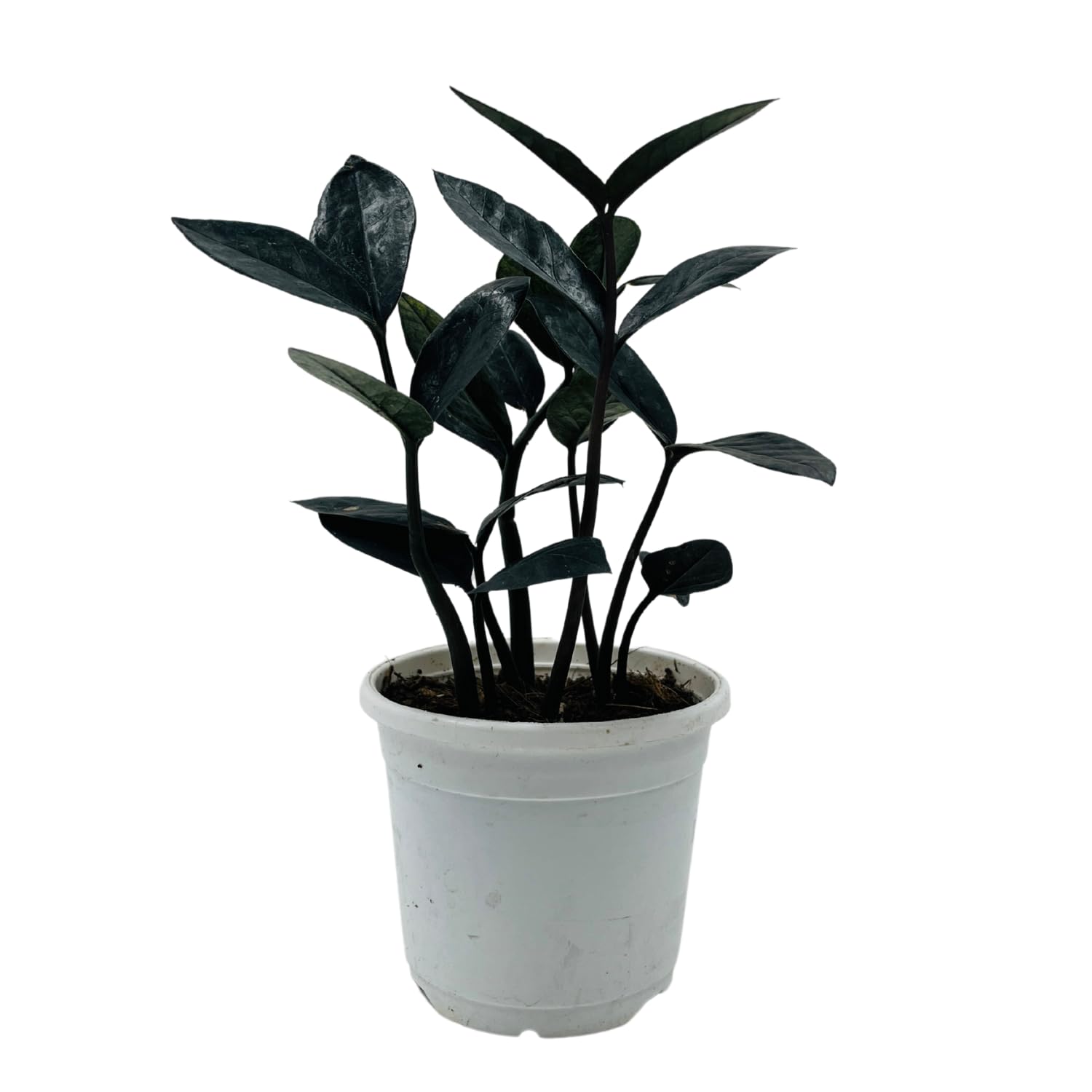 Hug A Plant | Zamioculcas Raven/Black ZZ Plant (Zamioculcas zamiifolia) - Live Plant in 4 Inch Pot For Indoor (Home & Garden) (B0C8YKJZXN) Amazon Price History, Amazon Price Tracker