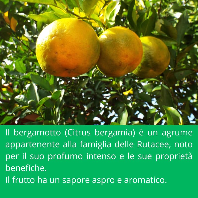 Bergamotto Pianta di Bergamotto su vaso cm 20 altezza 70/80 cm