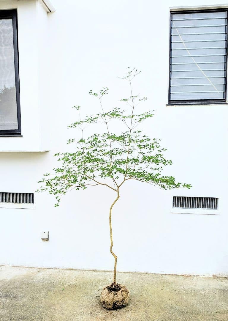 唯一。山採りドウダンツツジ。 唯一。山採りドウダンツツジ。