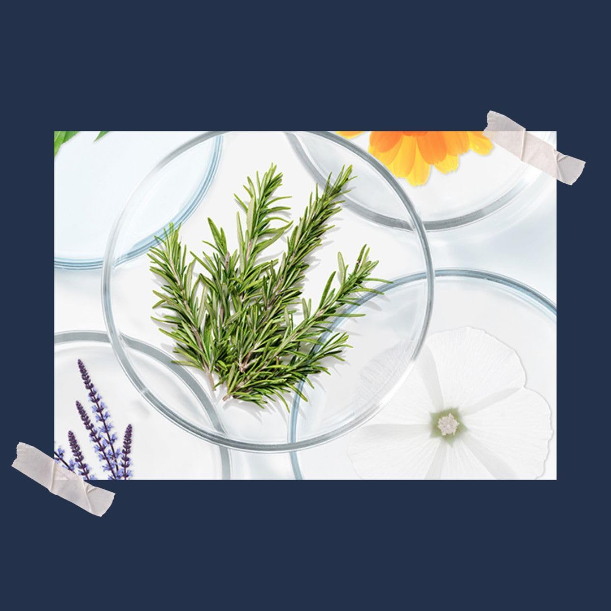 Phyto 7 50 ml