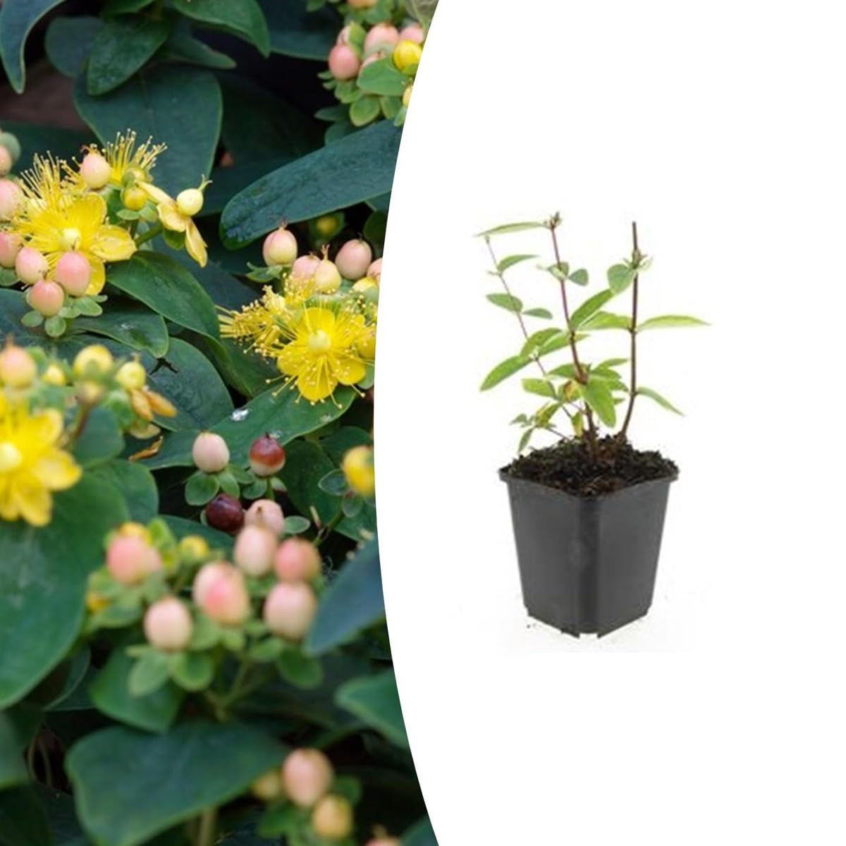 Hypericum inodorum 'Annebel' | 24 sztuki - 10-25cm - Ø9cm - Roślina ogrodowa