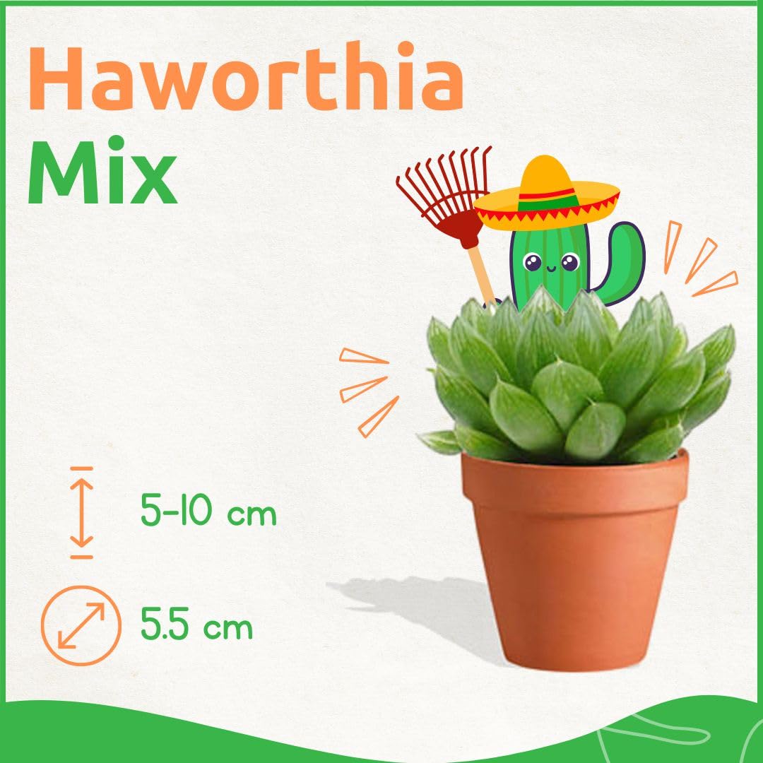 Haworthia Mix 5 Stück Verschiedene Mini-Sukkulenten - Topf 5,5 cm - Asphodeloideae Sukkulent Kleine Pflanzen Sammlung Pflegeleichte Zimmerpflanzen - Höhe 8-15 cm