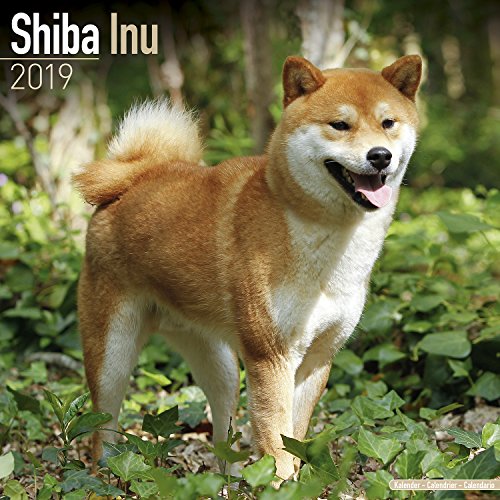 Shiba Inu Calendar - Dog Breed Calendars - 2018 - 2019 Wall Calendars - 16 Month by Avonside