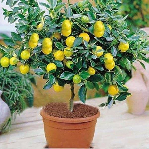 Big lemon tree live plant Amazon.in Garden & Outdoors