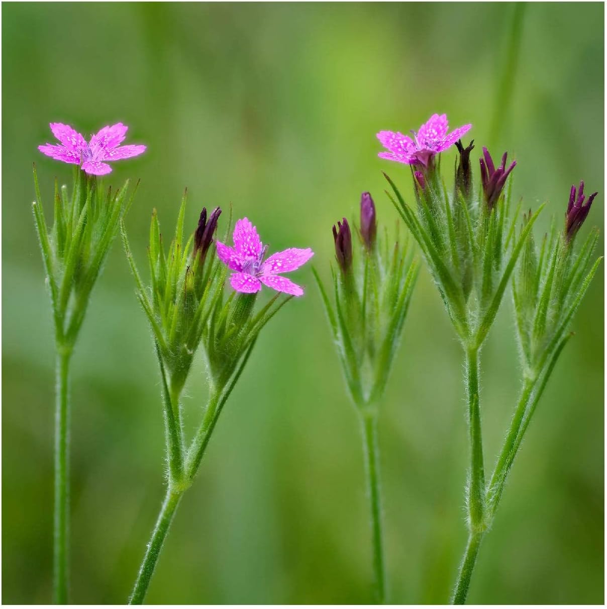 Everwilde Farms - 1 Oz Deptford Pink Wildflower Seeds - Gold Vault