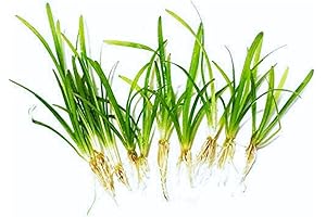 Dwarf Sagittaria Aquarium Plant: Lush Greenery for Aquatic Ecosystems