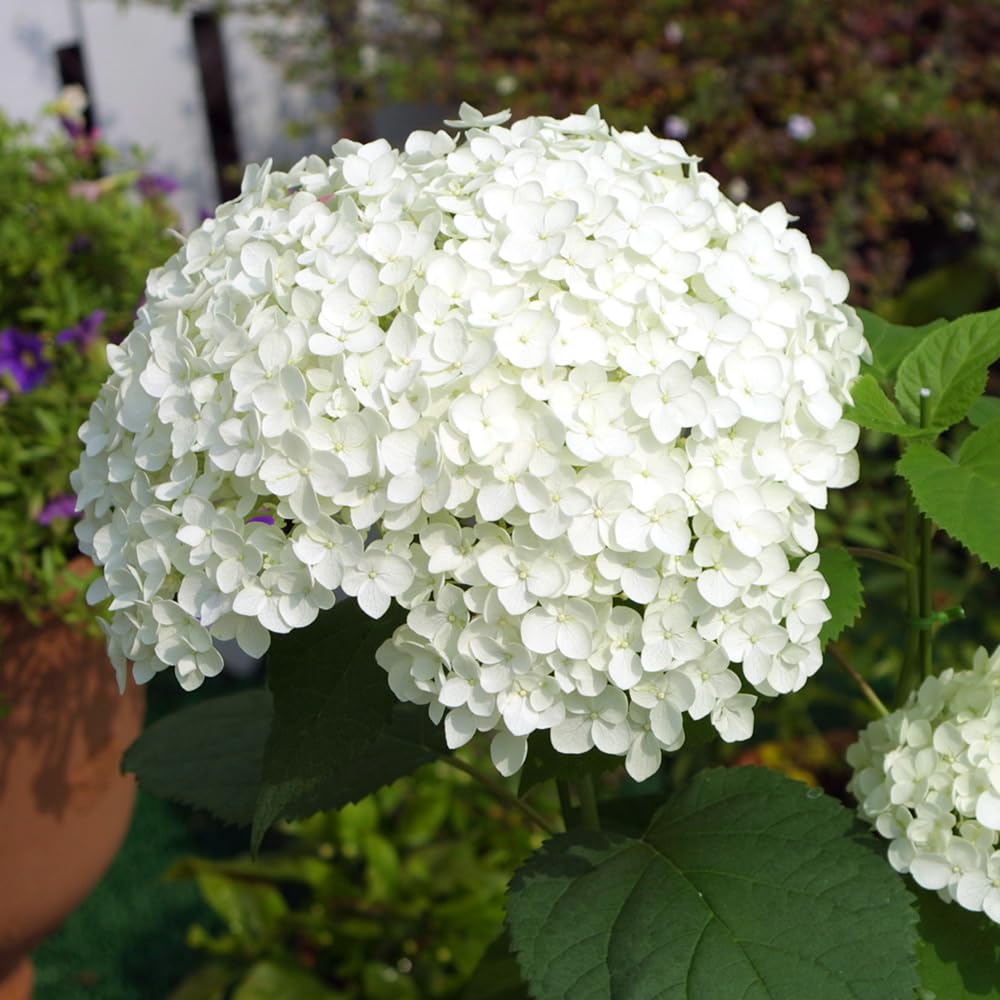 Amazon.co.jp: アナベル 10.5cmポット苗 【単品】 : DIY・工具・ガーデン