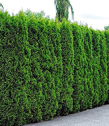 Thuja Baldur Garten Smaragd Lebensbaum – immergrün, winterhart
