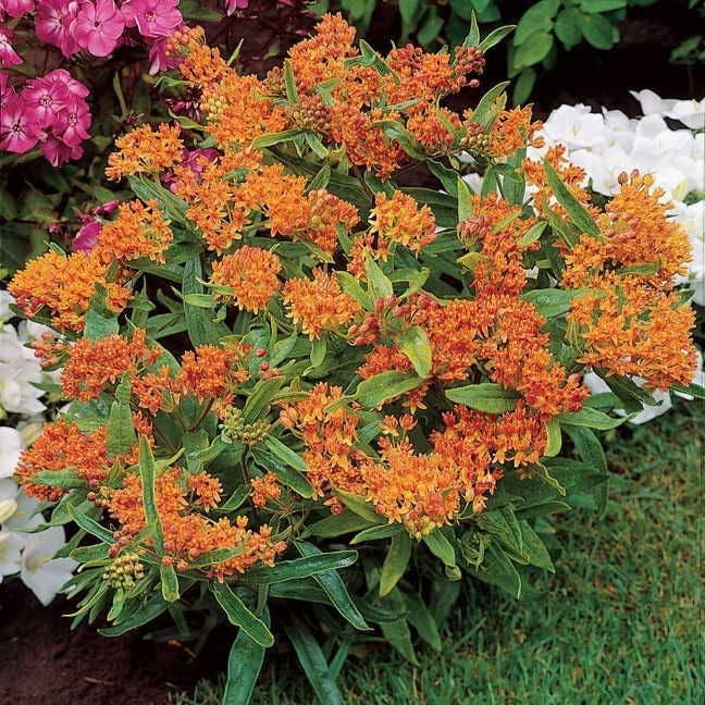 Park Seed Butterfly Weed Seeds – Pack of 500 Seeds, Bright Orange Blooms, Native Perennial, Attracts Pollinators, Drought Tolerant, Perennial Plant of The Year 2017